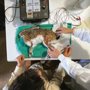 National Geographic report includes IMVM  work of a Faculty of Veterinary Medicine-ULisboa student